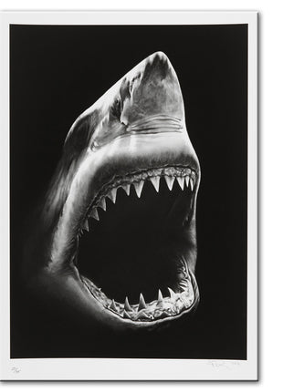 サメ - 60x90 cm