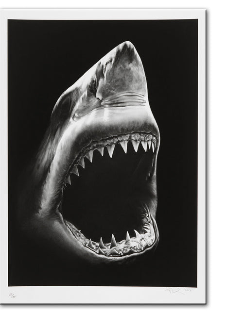 Tiburón - 60x90 cm