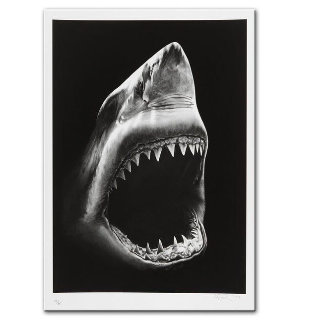 Shark - 60x90 cm