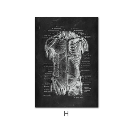 Human Anatomy 60 X 90 cm