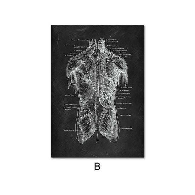 Human Anatomy 60 X 90 cm