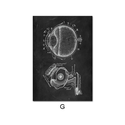 Human Anatomy 60 X 90 cm