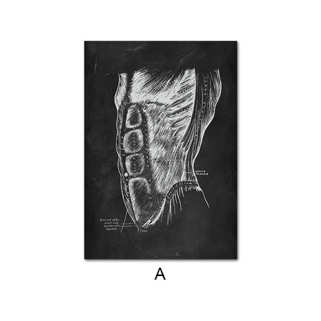 تشريح جسم الإنسان 60 × 90 سم